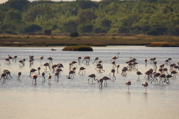 Italy Tuscany maremma Castiglione della Pescaia, natural reserve of Diaccia Botrona, colony of flamingos