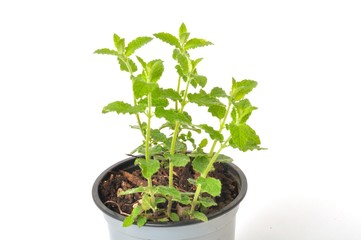 Strawberry mint plant on white background