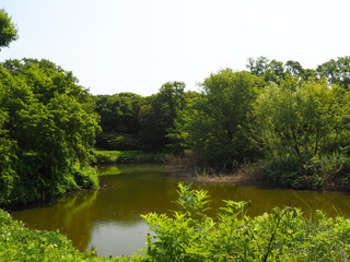 木々に囲まれた池