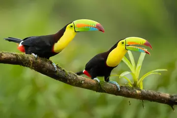 Photo sur Plexiglas Toucan Le toucan à quille (Ramphastos sulfuratus), également connu sous le nom de toucan à poitrine de soufre ou toucan à bec arc-en-ciel, est un membre coloré d& 39 Amérique latine de la famille des toucans.