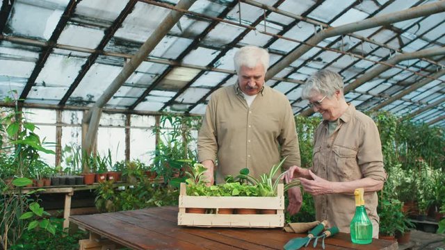 Tracking of elderly man with grey hair carrying crate with potted plants in greenhouse, then putting it on table before his senior wife in glasses. They are looking at one of the plants and talking