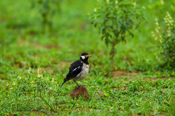 Pied myna or Asian pied starling or Gracupica contra ground perched in natural green background at keoladeo national park or bharatpur bird sanctuary rajasthan india