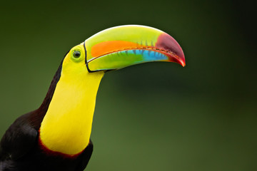 Keel-billed toucan (Ramphastos sulfuratus), also known as sulfur-breasted toucan or rainbow-billed toucan, is a colorful Latin American member of the toucan family.