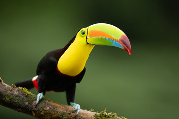 Fototapeta premium Keel-billed toucan (Ramphastos sulfuratus), also known as sulfur-breasted toucan or rainbow-billed toucan, is a colorful Latin American member of the toucan family.