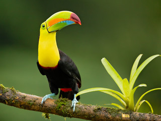 Keel-billed toucan (Ramphastos sulfuratus), also known as sulfur-breasted toucan or rainbow-billed toucan, is a colorful Latin American member of the toucan family.