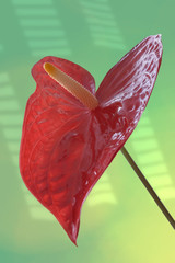 Obraz na płótnie Canvas Red anthurium leaf against green background