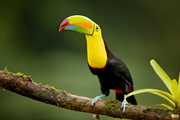 Fototapeta premium Keel-billed toucan (Ramphastos sulfuratus), also known as sulfur-breasted toucan or rainbow-billed toucan, is a colorful Latin American member of the toucan family.