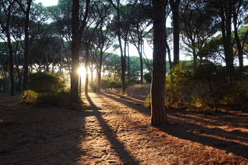 Sun in summer in the afternoon between mediterranean pine trees in a forest