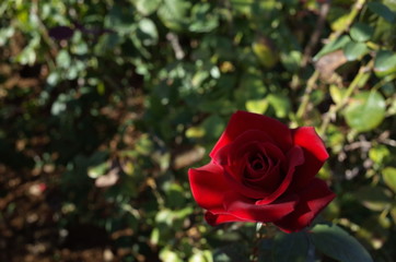 Red Flower of Rose 'Konrad Henkel' in Full Bloom
