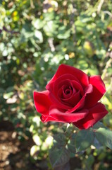 Red Flower of Rose 'Konrad Henkel' in Full Bloom
