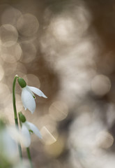 Galanthus nivali,spring snowdrop flowers 