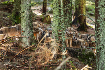 gray wolf (Canis lupus) the pack is hiding and resting in the wild forest