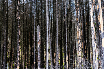 a dead forest due to bark beetle infestation