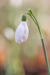 Obraz premium Galanthus nivali,spring snowdrop flowers 