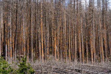 Catastrophic forest dying in Germany. Dead spruce, the tree barks were partially destroyed due to...