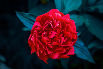 Bright red Peony. Rich colors of the petals of a flower. Beautiful floral background.