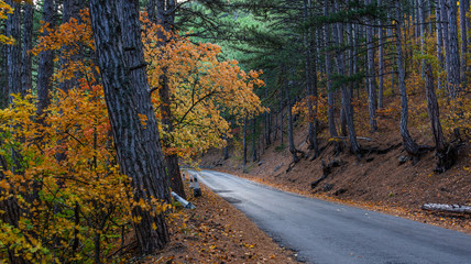 Panorama of the road in the autumn forest. Bright autumn natural background. Yellow deciduous trees and tall pines. Mountain serpentine. Empty road without cars.