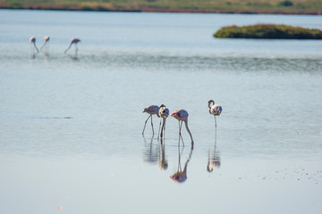 Fototapeta premium Italy Tuscany maremma Castiglione della Pescaia, natural reserve of Diaccia Botrona, colony of flamingos