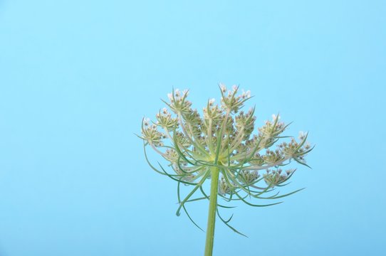 Wild carrot flower on blue background