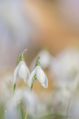Galanthus nivali,spring snowdrop flowers 