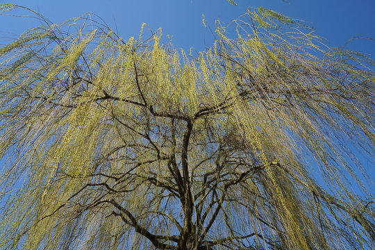 Low Angle Shot Of A Salix Babylonica Tree