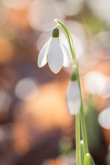 Galanthus nivali,spring snowdrop flowers 