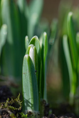 Obraz premium Galanthus nivali,spring snowdrop flowers 