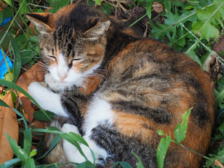 草むらの中でお昼寝する猫