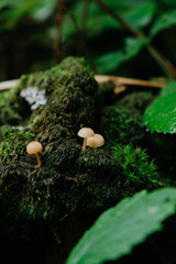 mushrooms on the tree bark closeup
