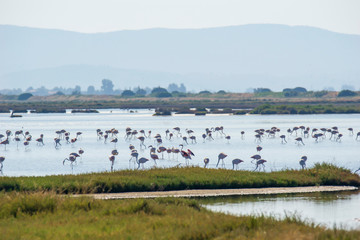 Italy Tuscany maremma Castiglione della Pescaia, natural reserve of Diaccia Botrona, colony of flamingos