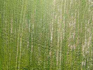 Green cornfield in spring. Aerial view.