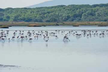 Italy Tuscany maremma Castiglione della Pescaia, natural reserve of Diaccia Botrona, colony of flamingos