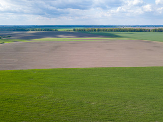 Green cornfield in spring. Aerial view.