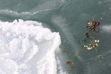 Carnations and ice. Flowers thrown into sea water as a memory of those fallen in the sea.