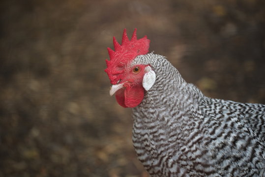 Hahn der H&uuml;hnerrasse Amrock