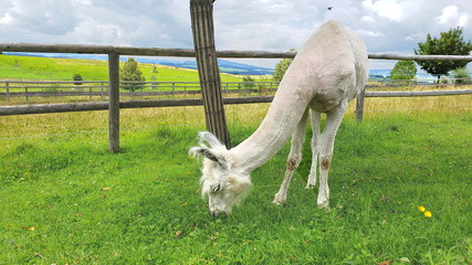 Lama im Freilauf