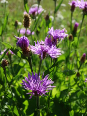 Blumenwiese, Echte Flockenblume, Centaurea jacea L.