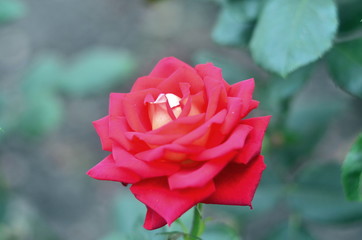 Photo of single red rose