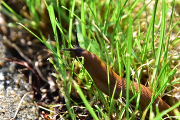Schnecke im Gras