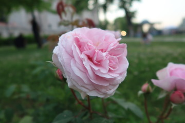 Pink flowers in the garden.
