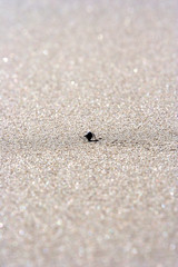 desert insect, a bug in the donana national park