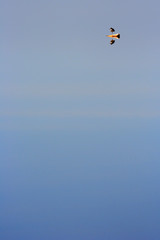 the flight, bird in the spain sky