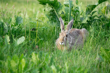 The hare is sitting in the green grass