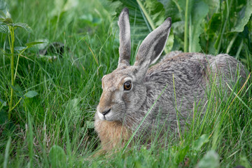 Naklejka na ściany i meble The hare is sitting in the green grass