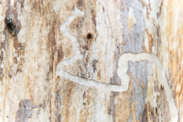 traces of bark beetle larvae on dead tree