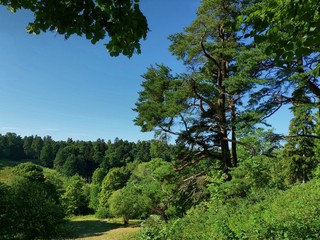 In the lowlands of a hilly area on a sunny day, there is a mixed green forest above which there is a bright blue sky, tall century-old pine trees hang from the top from the slope.