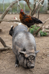 The hen is standing on the back of the pig