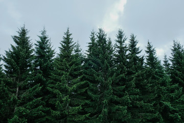 Pine forest in the mountains