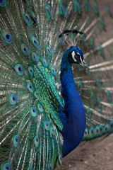 Peacock with a thick colored tail