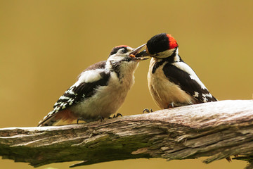 Great spotted woodpecker Dendrocopos major the female pushes the food of the young up to the neck